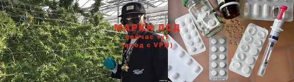 прущие грибы Наволоки